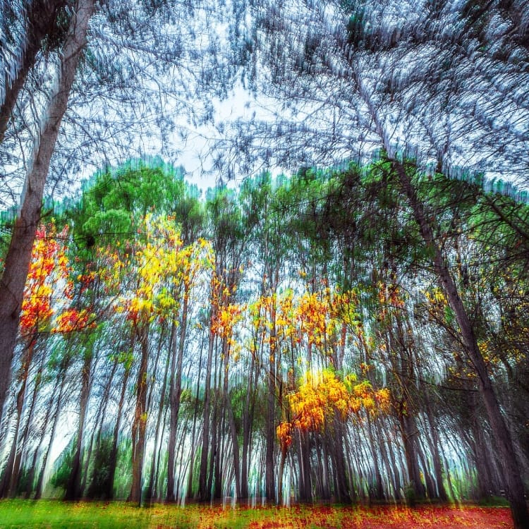 Bosque Vibrante